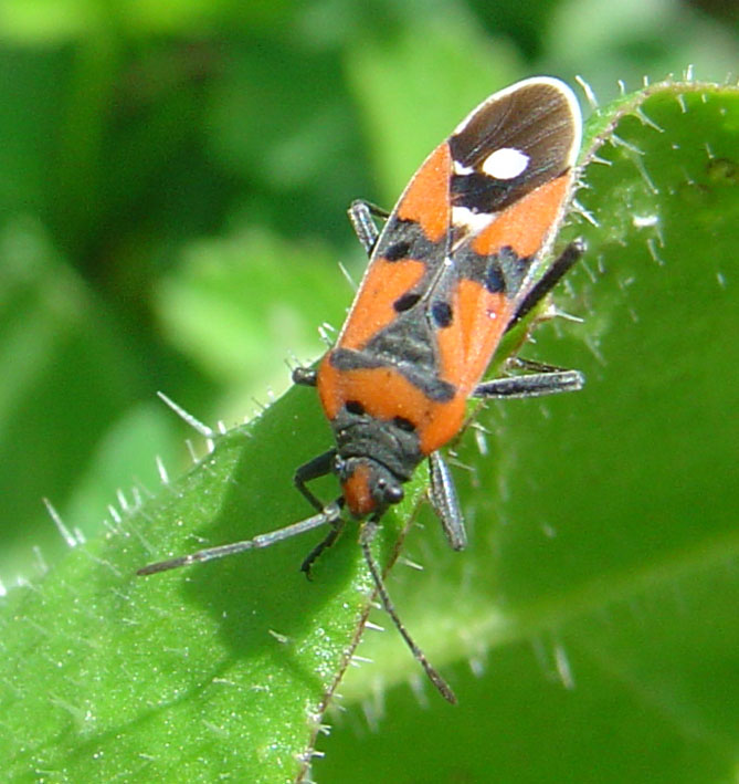 Lygaeus equestris (Heteroptera, Lygaeidae)